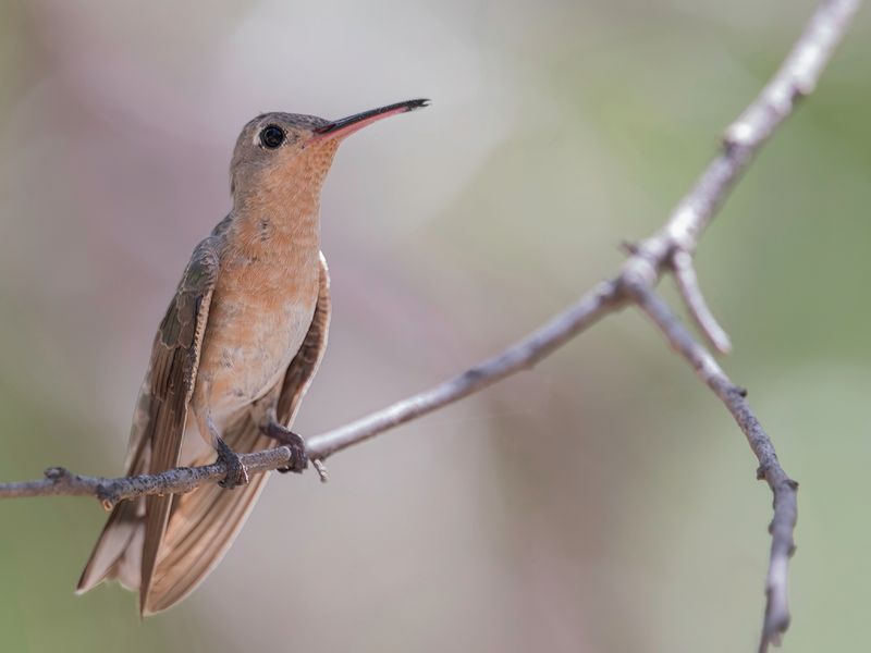 Buffy Hummingbird
