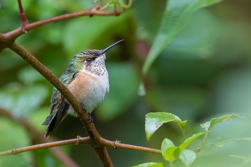 Bumblebee Hummingbird (f)