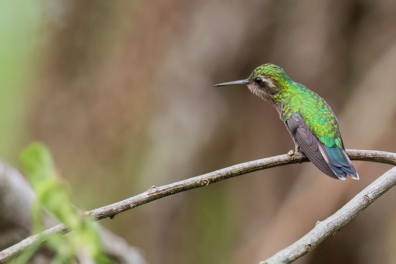 Canivet's Emerald (f)