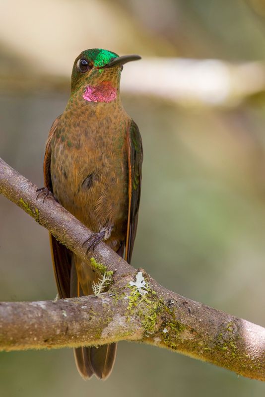 Fawn-breasted Brilliant