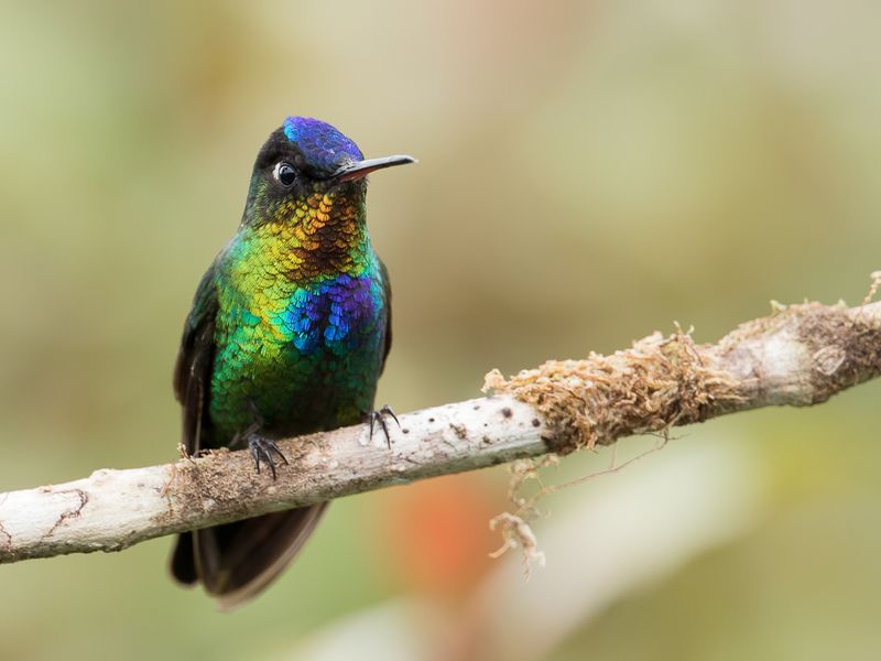 Fiery-throated Hummingbird