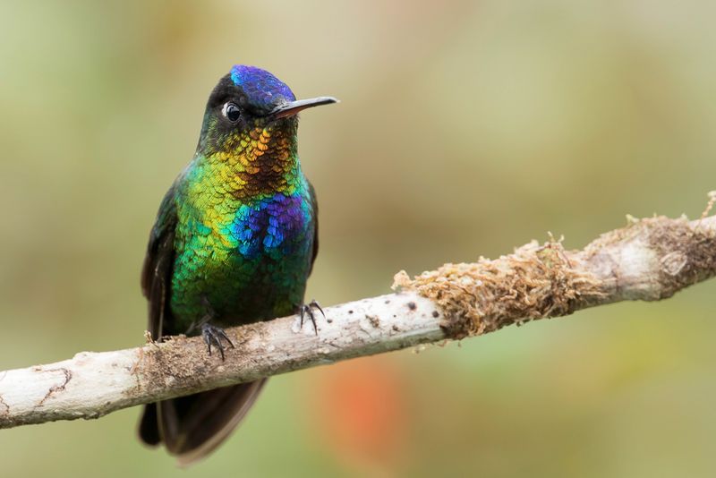 Fiery-throated Hummingbird