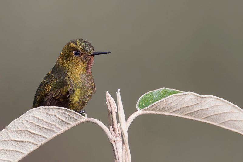 Fiery-throated Metaltail