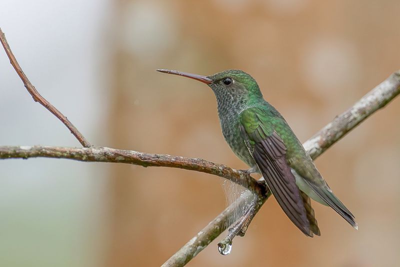 Glittering-throated Emerald (f)