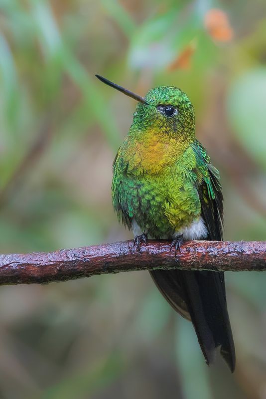 Golden-breasted Puffleg