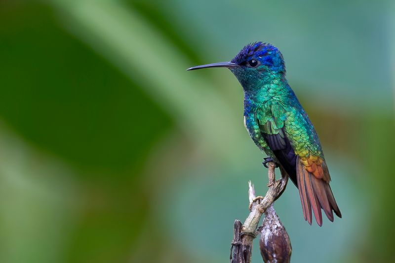 Golden-tailed Sapphire (m)