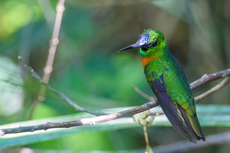 Gould's Jewelfront