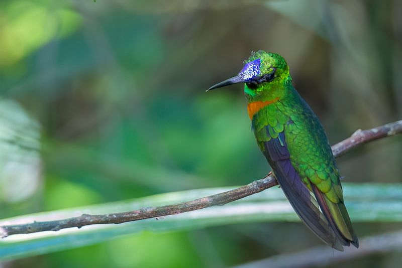 Gould's Jewelfront