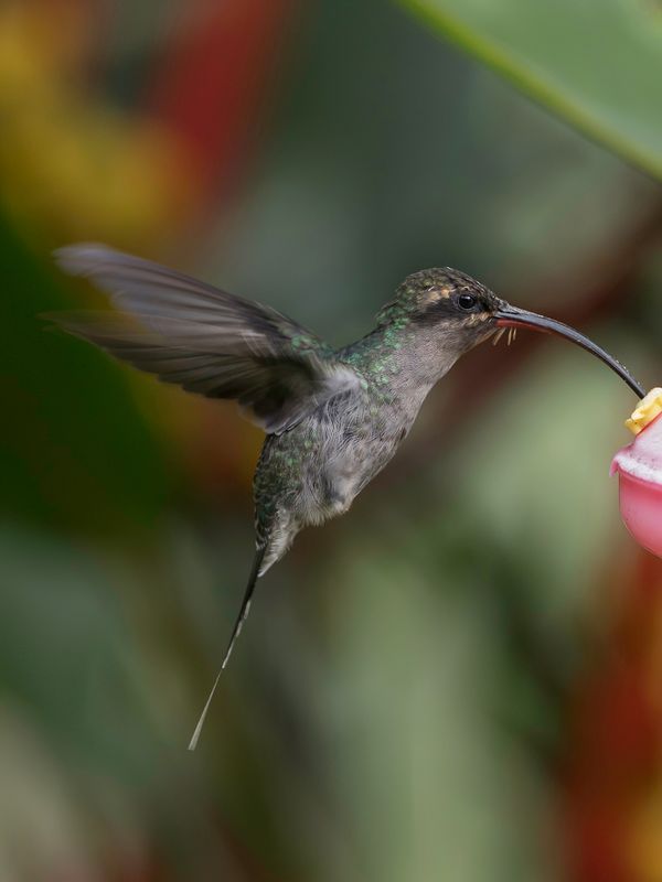 Green Hermit (f)