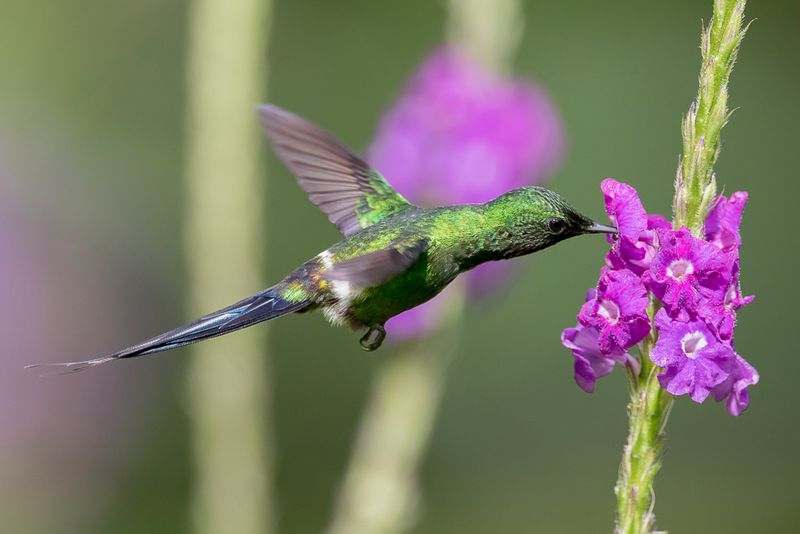 Green Thorntail (m)