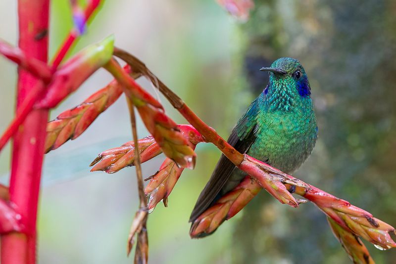 Green Violetear