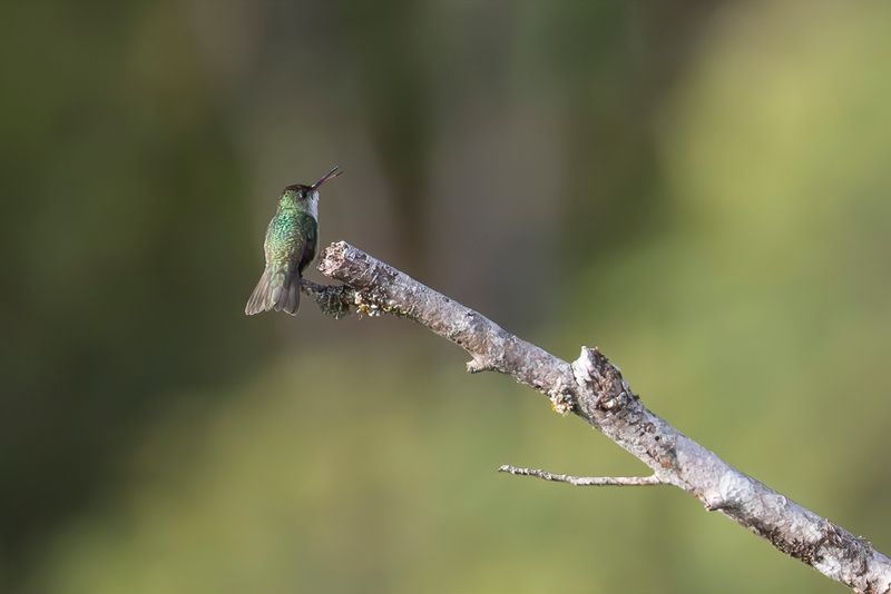 Green-and-white Hummingbird