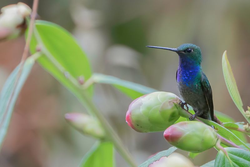 Green-backed Hillstar