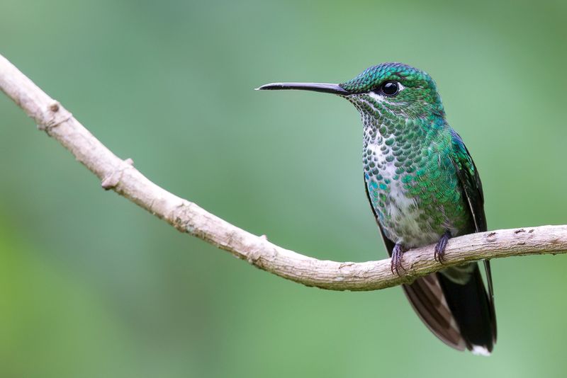 Green-crowned Brilliant (f)