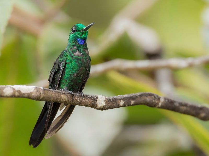 Green-crowned Brilliant (m)