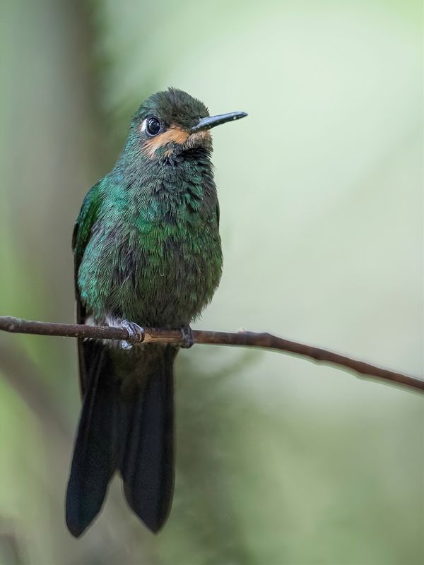 Green-crowned Brilliant (m)