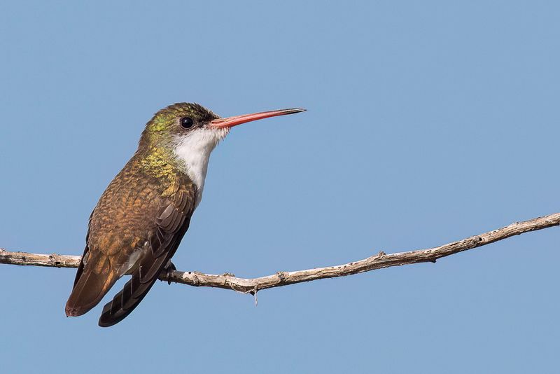 Green-fronted Hummingbird