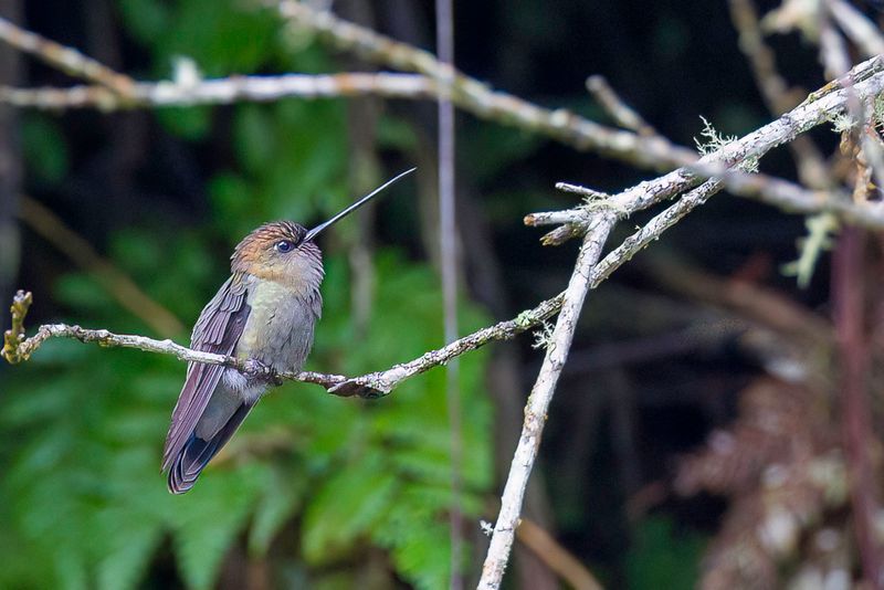 Green-fronted Lancebill