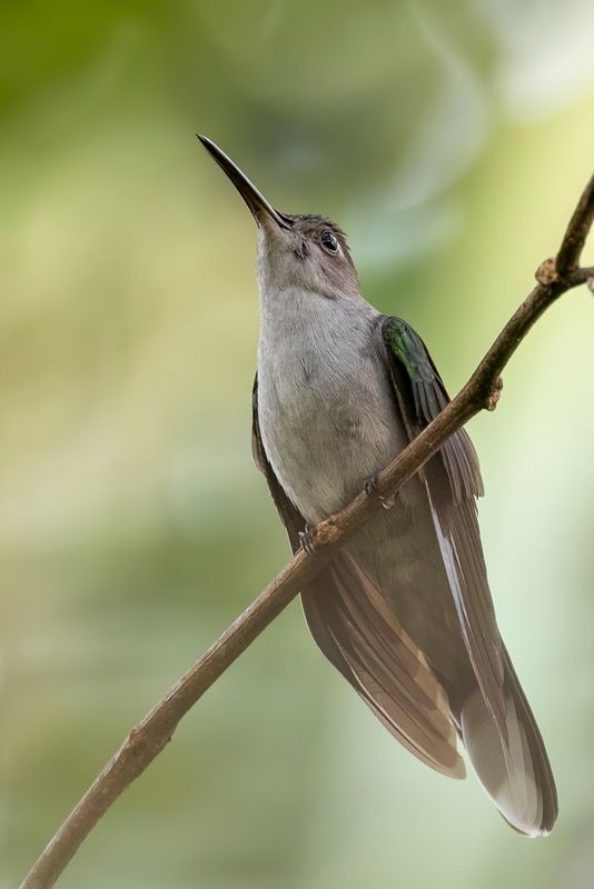 Grey-breasted Sabrewing