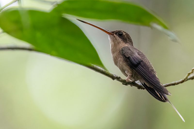 Grey-chinned Hermit