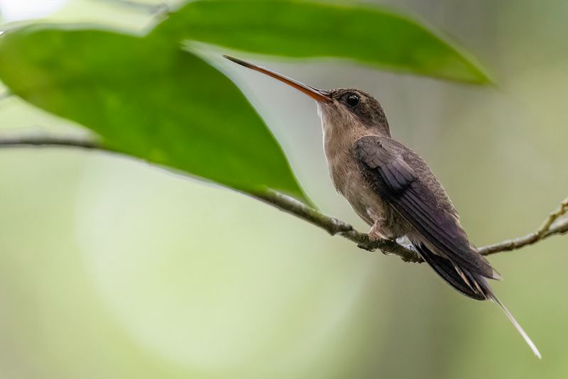 Grey-chinned Hermit