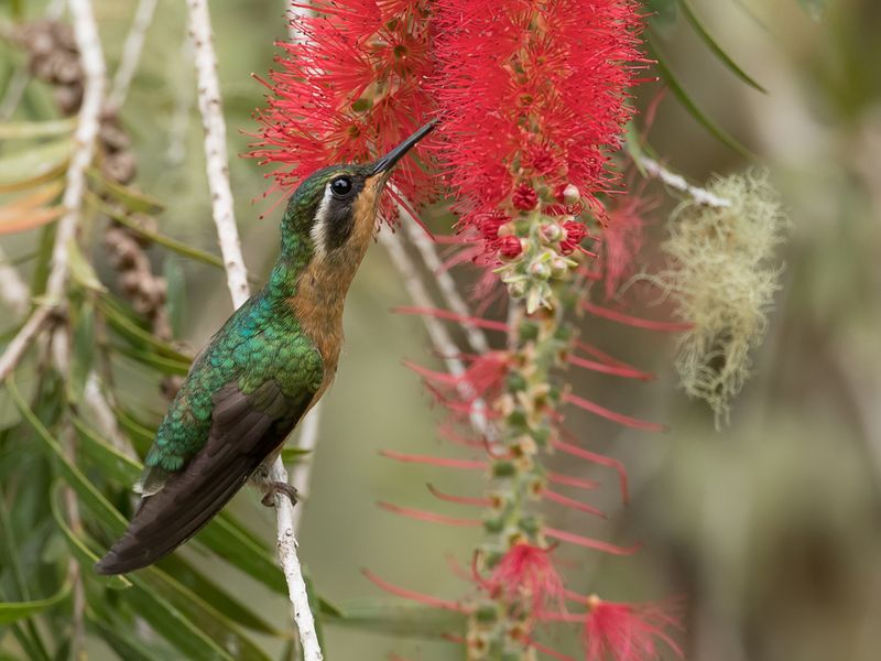 White-throated Mountaingem (f)