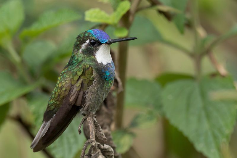 White-throated Mountaingem (m)