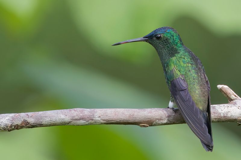 Indigo-capped Hummingbird
