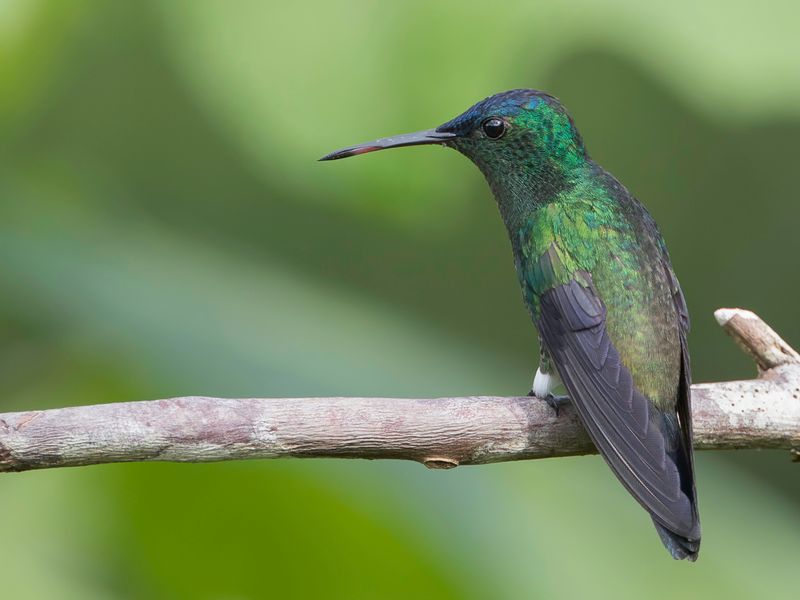 Indigo-capped Hummingbird