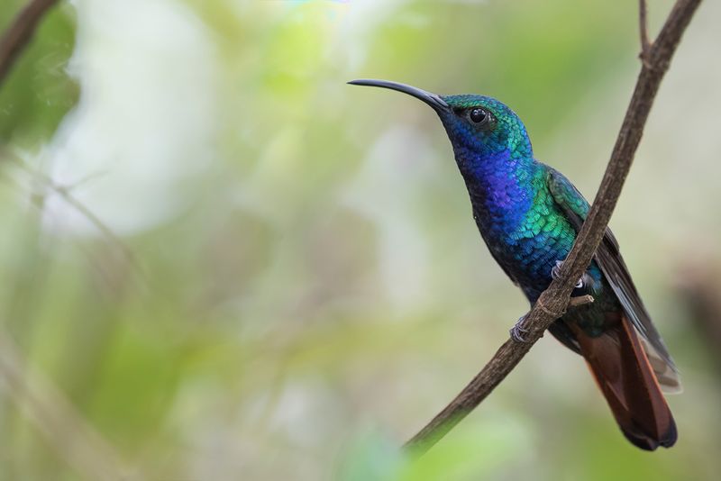 Lazuline Sabrewing (m)