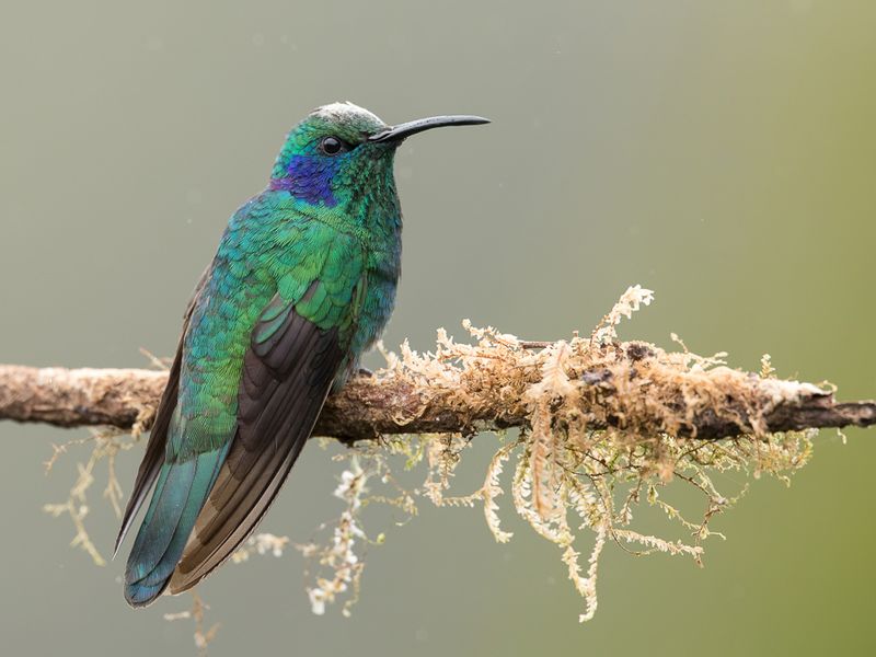 Lesser Violetear