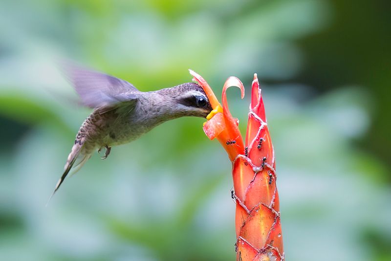 Long-billed Hermit