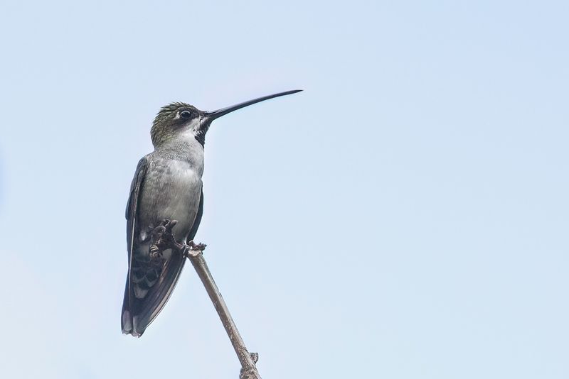 Long-billed Starthroat
