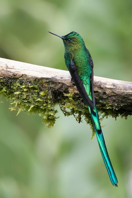 Long-tailed Sylph (m)