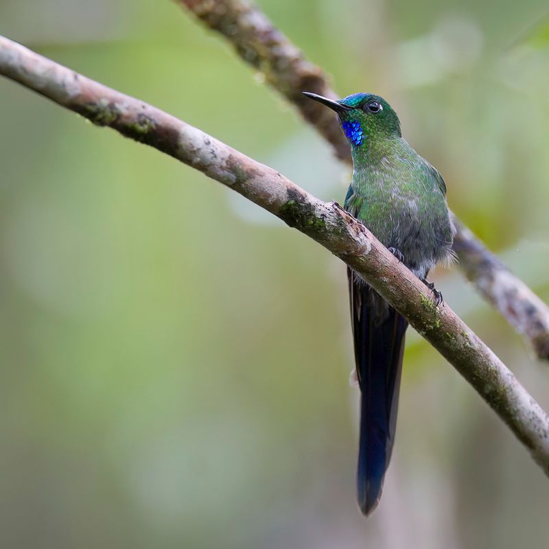 Long-tailed Sylph (m)