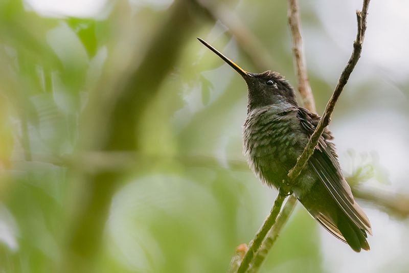 Magnificent Hummingbird