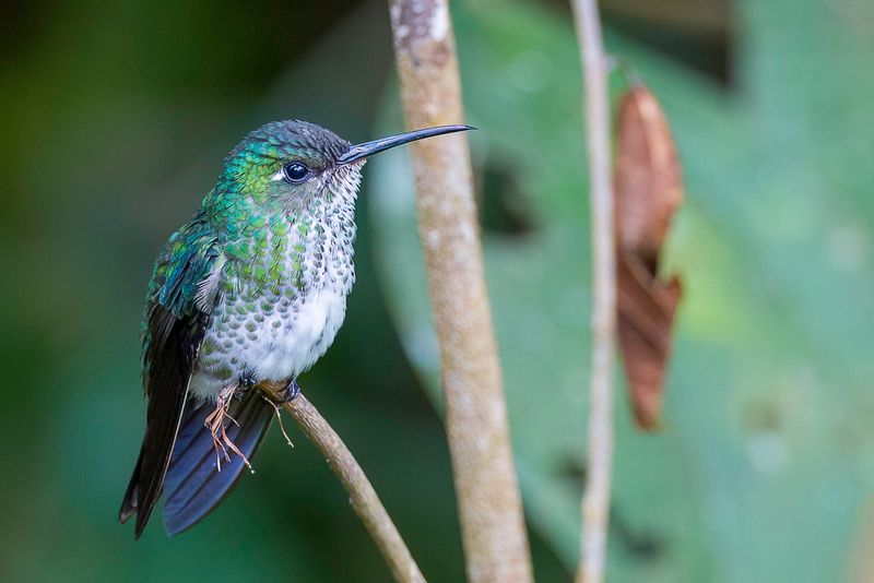 Many-spotted Hummingbird
