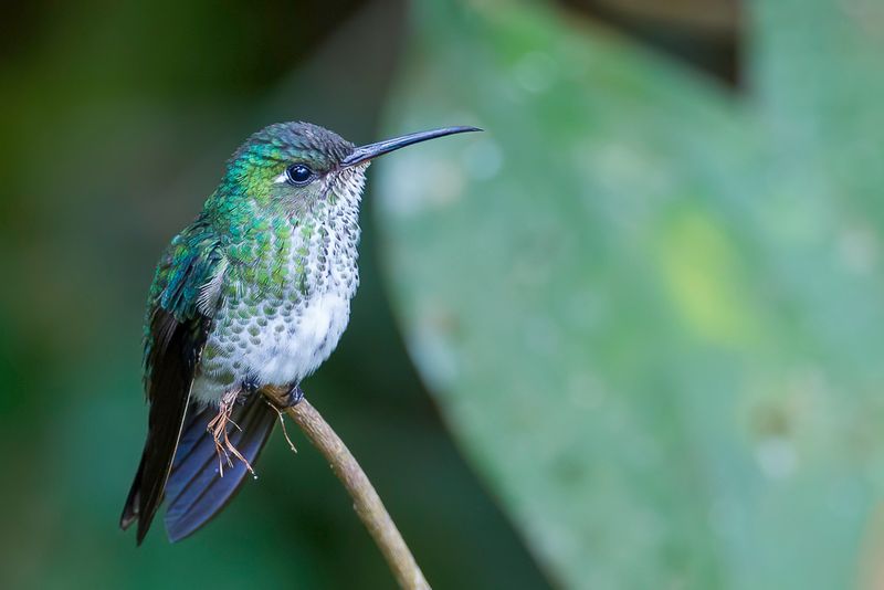 Many-spotted Hummingbird