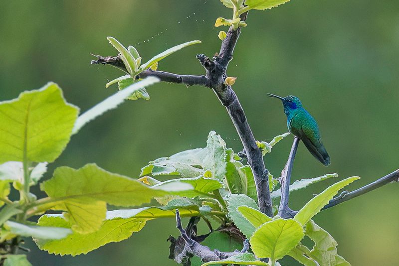 Mexican Violetear