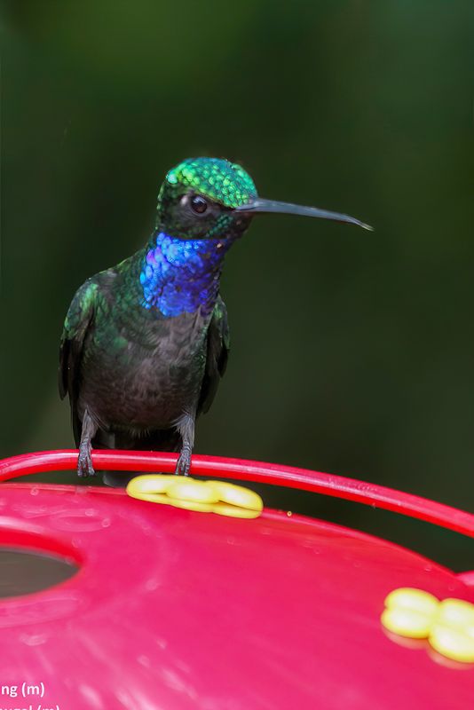Napo Sabrewing (m)