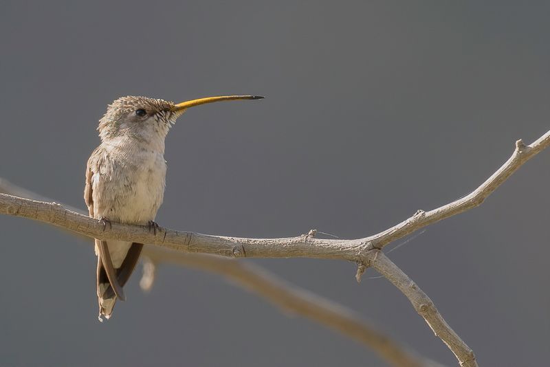 Oasis Hummingbird (f)