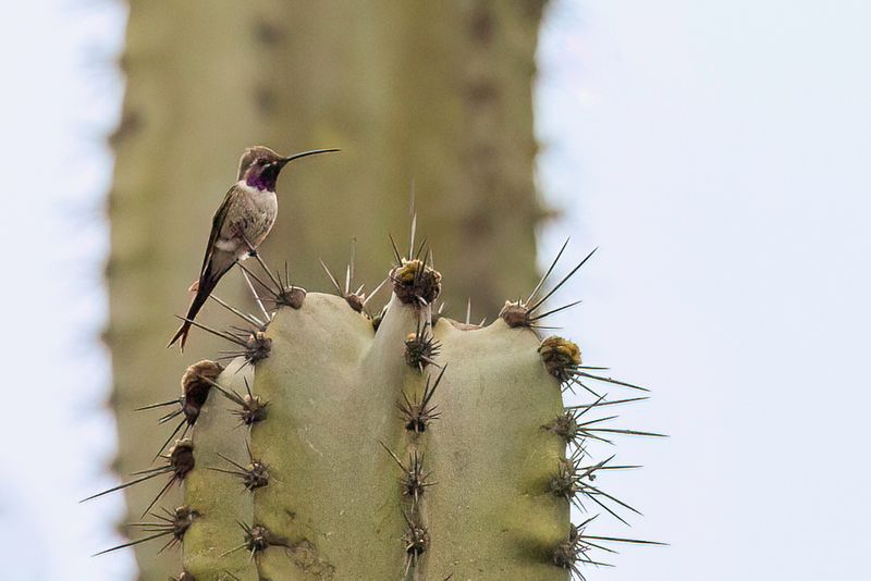 Oasis Hummingbird (m)