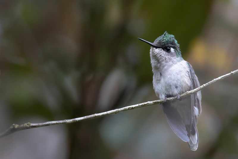 Green-crowned Plovercrest (f)