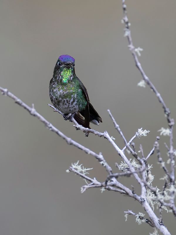 Purple-backed Thornbill (m)