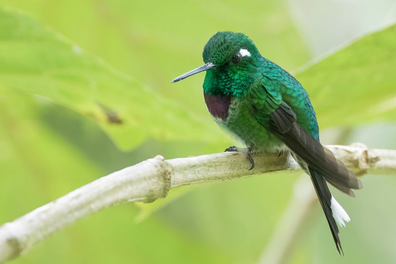Purple-bibbed Whitetip (m)