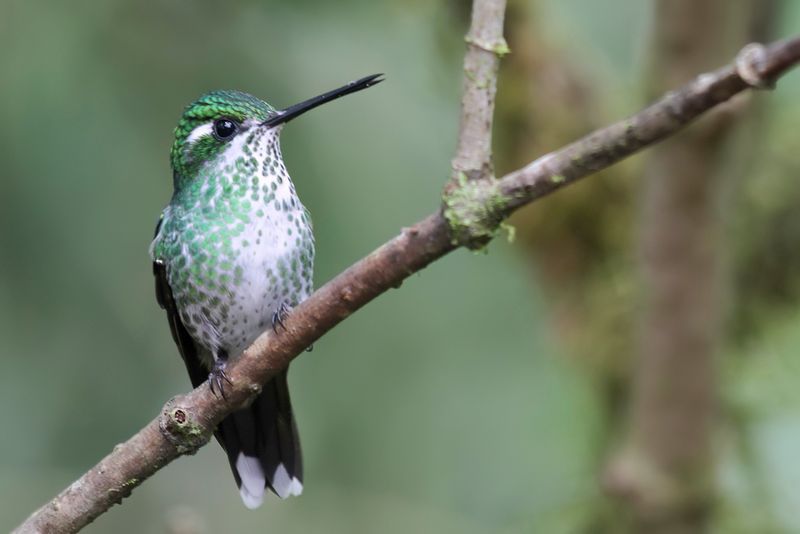 Purple-bibbed Whitetip (f)