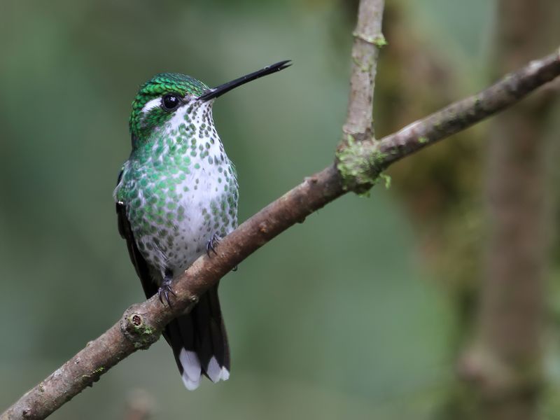 Purple-bibbed Whitetip (f)