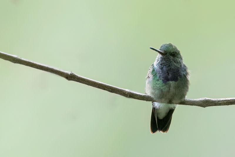 Purple-chested Hummingbird