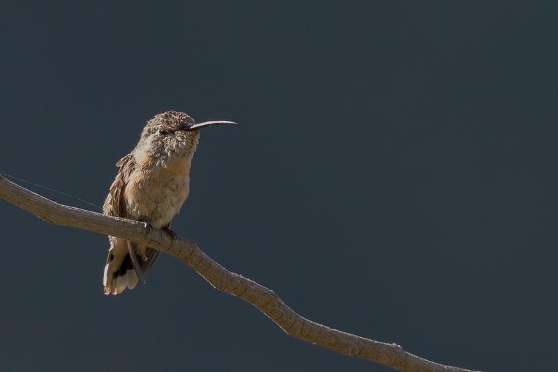 Purple-collared Woodstar (f)