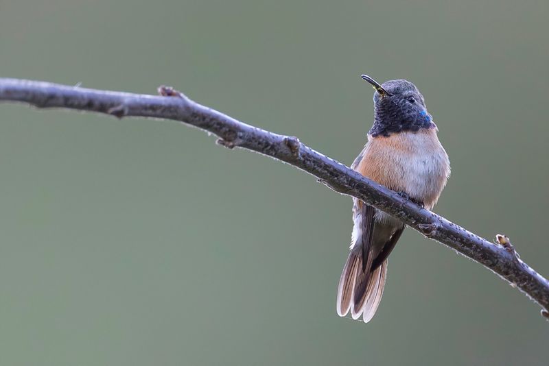 Purple-collared Woodstar (m)